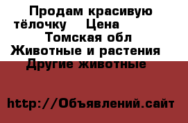 Продам красивую тёлочку. › Цена ­ 8 000 - Томская обл. Животные и растения » Другие животные   